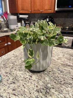 Pothos 'N'joy houseplant Real Natural 