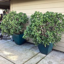 gigantic jade Plant /Lucky plant/money plants in ceramic pots  $500each 