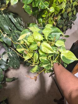 Philodendron Brazil