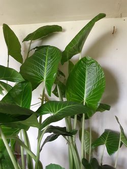 ELEPHANT EAR