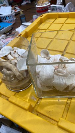 Sea shells with glass jars