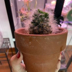 Old Man Cactus House Plant 