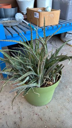 Aloe Plant