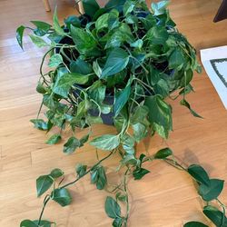 Extra large pothos plant