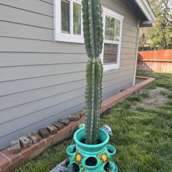Cactus 