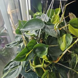 Heart Pothos With Neon Green Shoots 