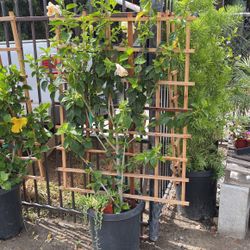 Medium Trellis