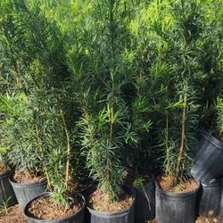 Beautiful Podocarpus Plants For Privacy!!! About 4 Feet Tall !!! Fertilized 
