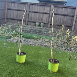 Olive Tree