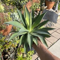 Blue Lgow Agave Succulent Plant