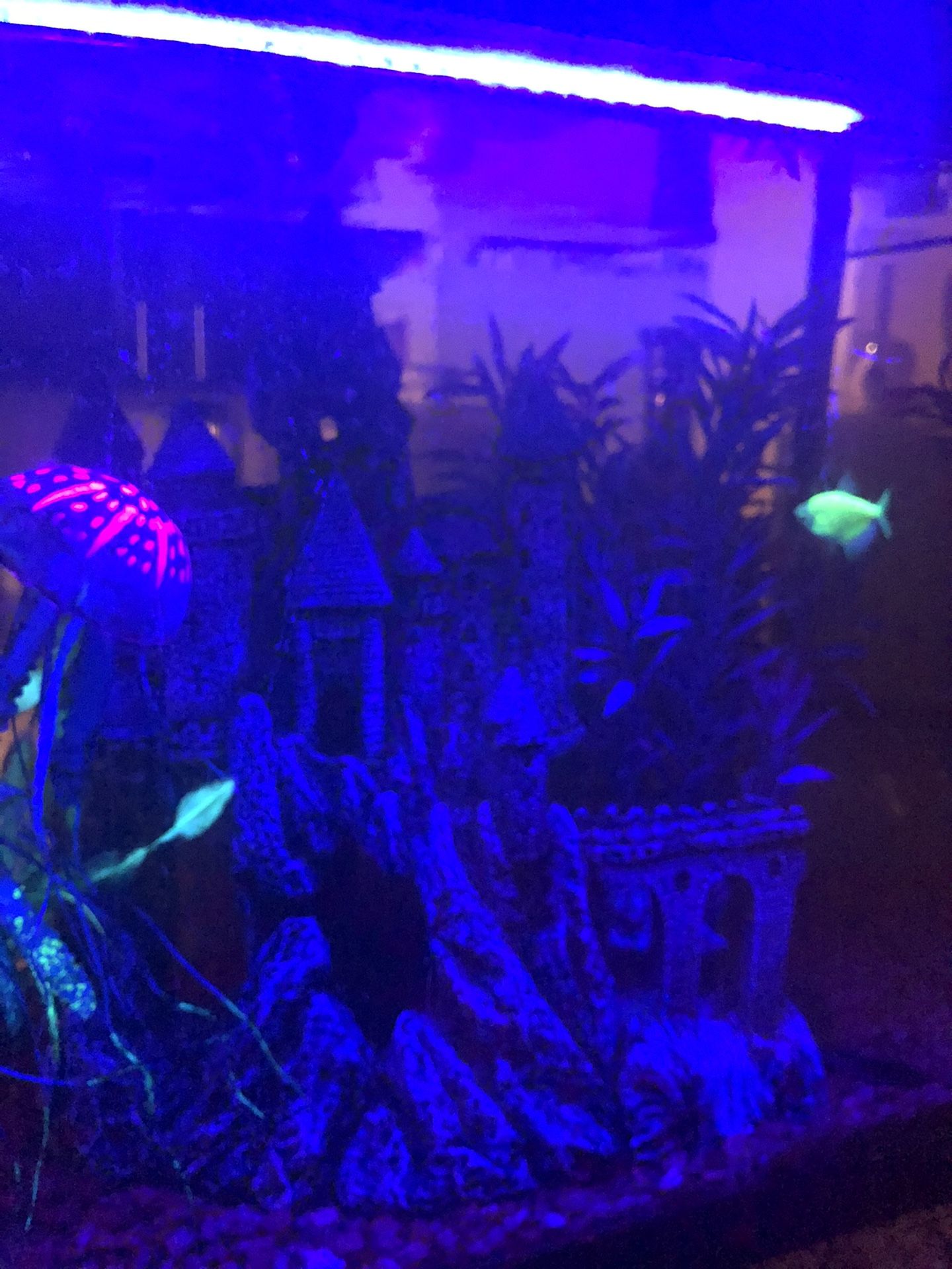 30 gallon fish tank