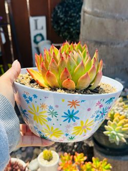 Korean Echeveria Agavoides Succulent in Floral Pot