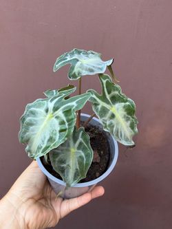 4” alocasia venom