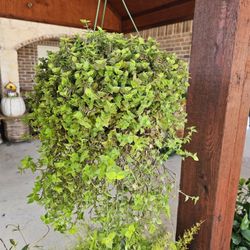 Bolivian Wandering Jew Beautiful And Healthy HANGING BASKETS PLANTS ARRIVED. $14 each