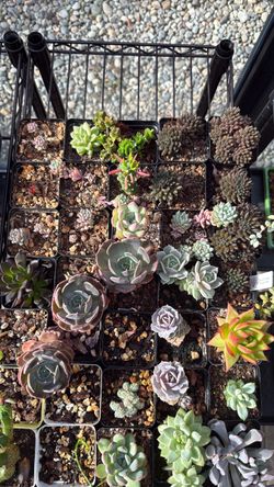 Various succulents and cactuses
