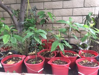 Hass avocado tree 2 1/2 gallon home grown from seed, organic very delicious avocados
