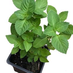 HOLY BASIL aka TULSI ORGANIC HERB HARD TO FIND SACRED 