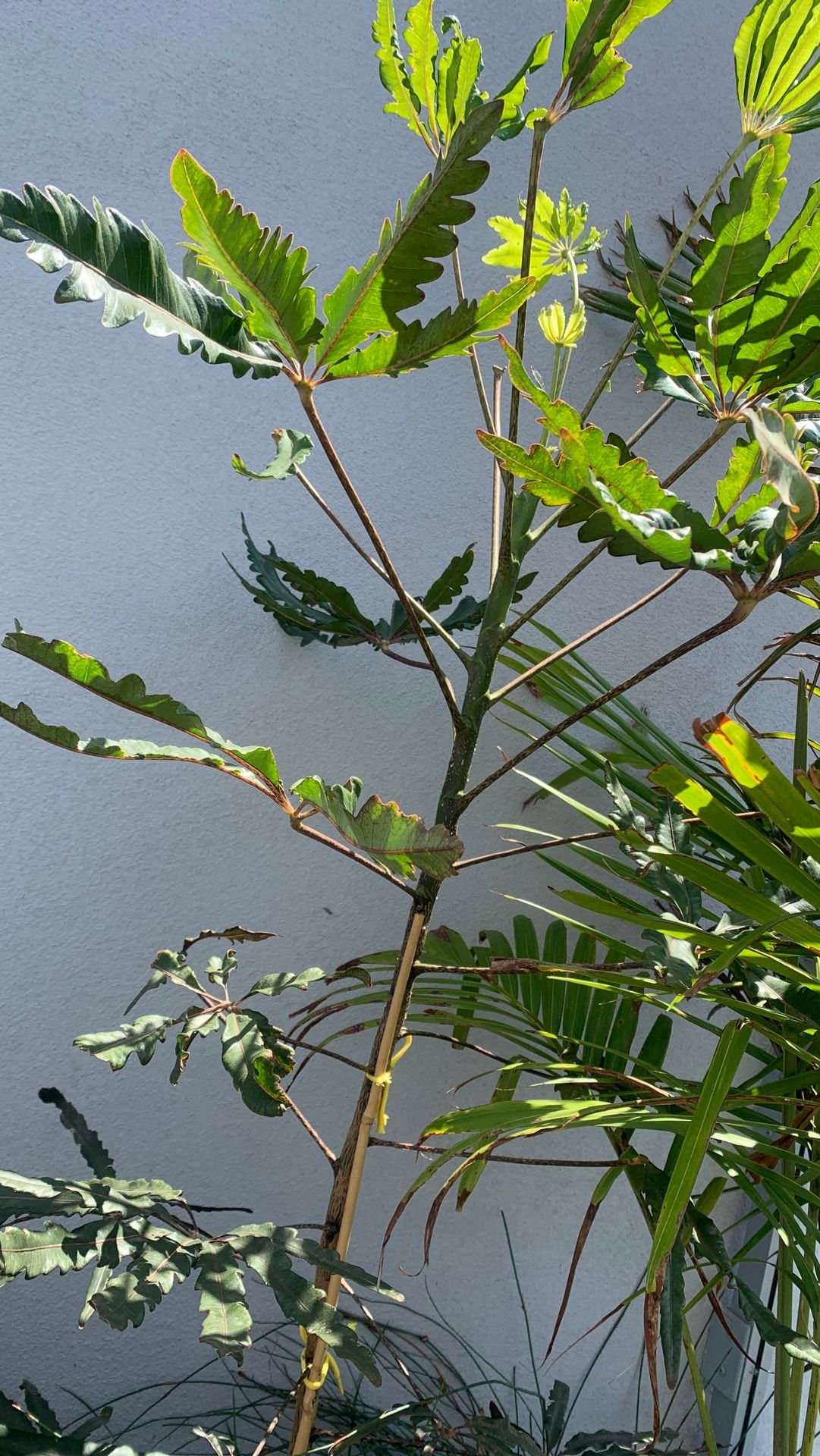 3 STEM KING PALM WITH POT