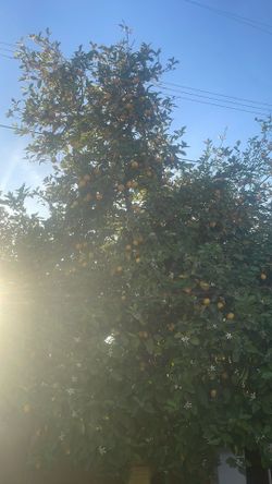Lemons