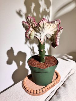 Crested Euphorbia Lactea Mermaid TailCactus Plant