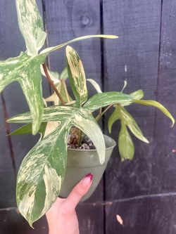 Philodendron Florida Beauty × Joepii — Variegated Hybrid 🌿