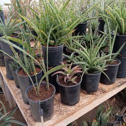 Rare Succulent And Sansevieria Sale! $5