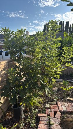 Fig tree