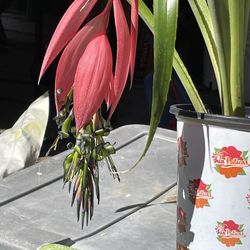 Queen’s tears bromeliad