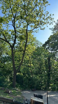 Walnut Tree