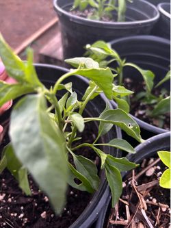 Chili