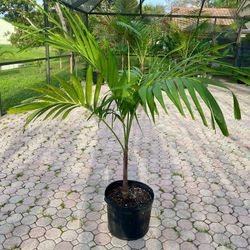 Christmas palm, adonidia merrillii 