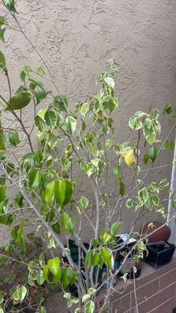 House plant tree