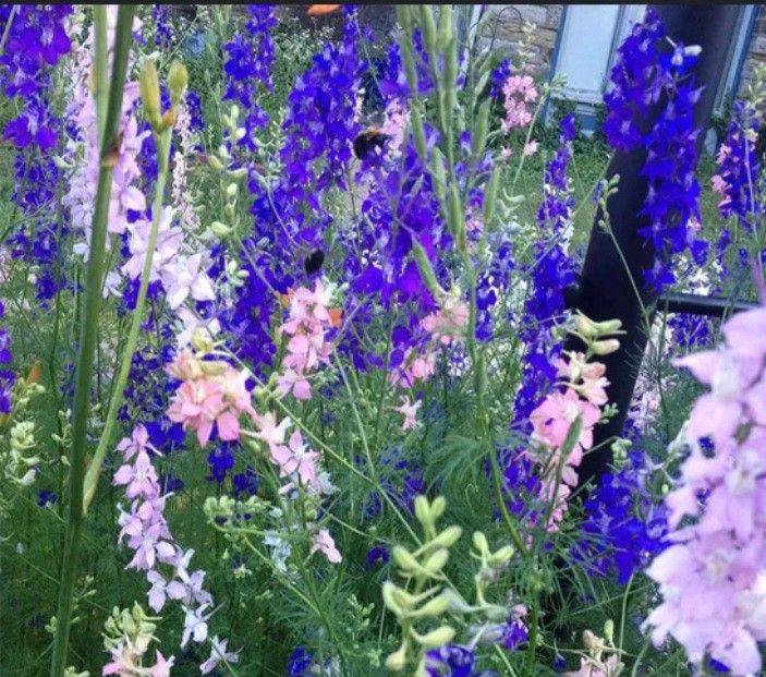 Larkspur Perennial for Sale in Wood Dale, IL OfferUp