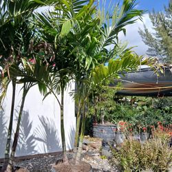 Christmas Palm Trees Triple Trunk 25gl $120🌴