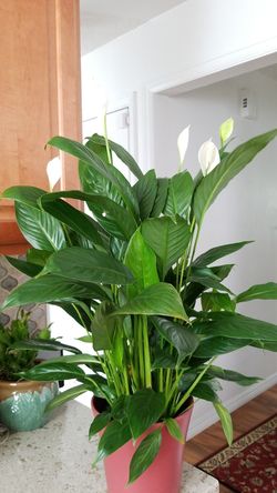 White Premium Sympathy Peace Lily - Indoor Plants