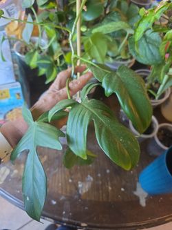 Philodendron Florida green