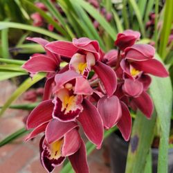 Orchid Plant (Simply Cymbidum)