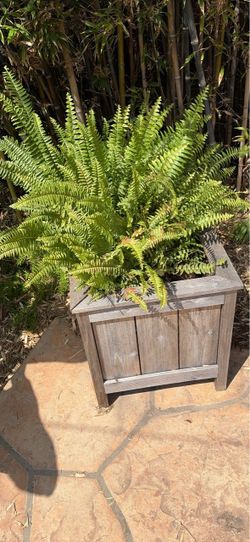 Plant bundle