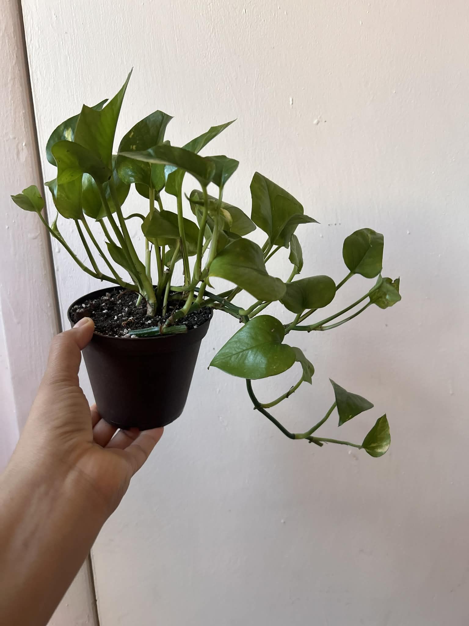 Golden Pothos