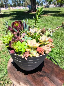 Succulent arrangement