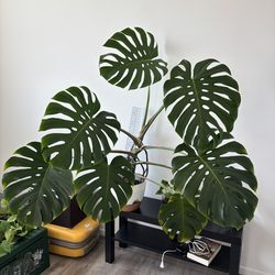 Large Monstera in LECA semi-hydroponic system