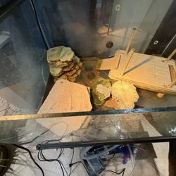 Turtle Terrarium and Decor