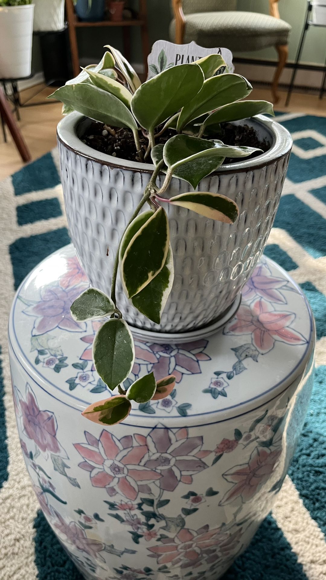 Hoya in ceramic pot (not for sale  is the porcelain base its on)