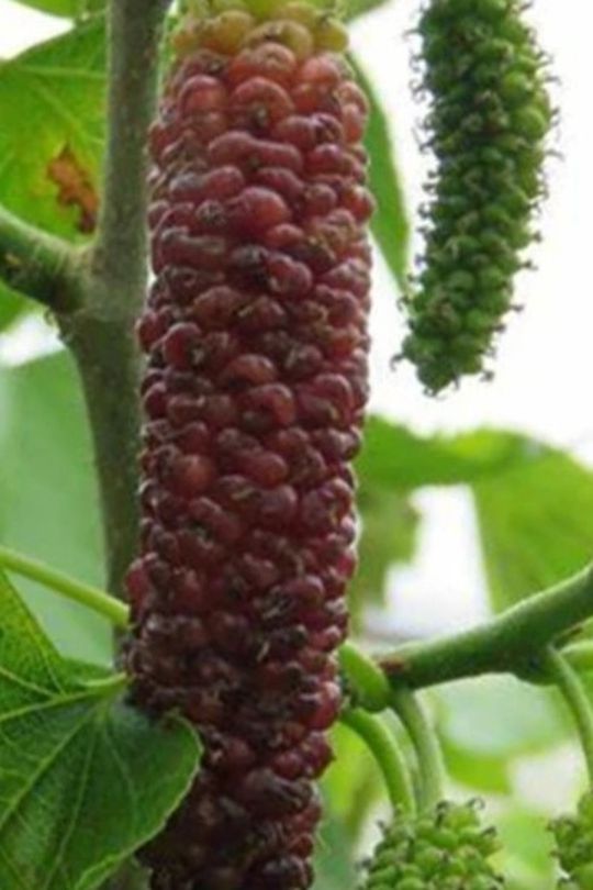 Pakistan  Mulberry  Tree