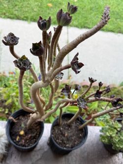 Aeonium Arboreum Black Rose Succulent 2 available