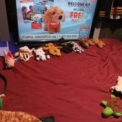 1999 Beanie Baby Lot