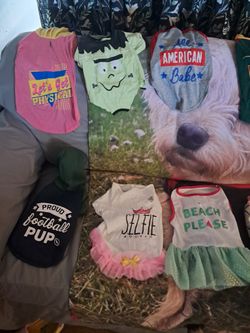 Dog Stuff And Clothes 