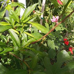 Selling Flowered Plants