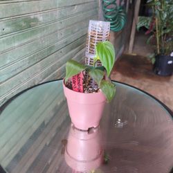 Philodendron Micans 