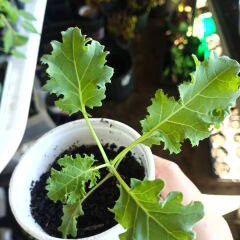 Fruits/Herbs/ Vegetables Plants